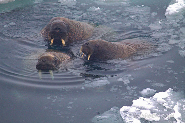 Visit Franz Josef Land as part of our Arctic cruises - Arctic Russia.