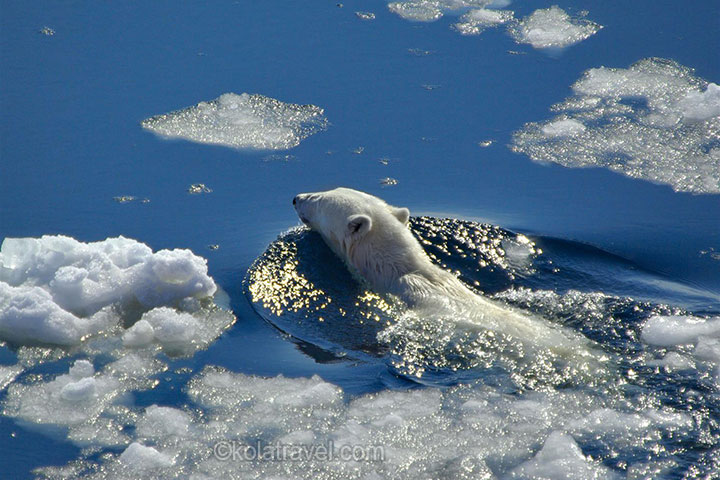 Visit Franz Josef Land as part of our Arctic cruises - Arctic Russia.