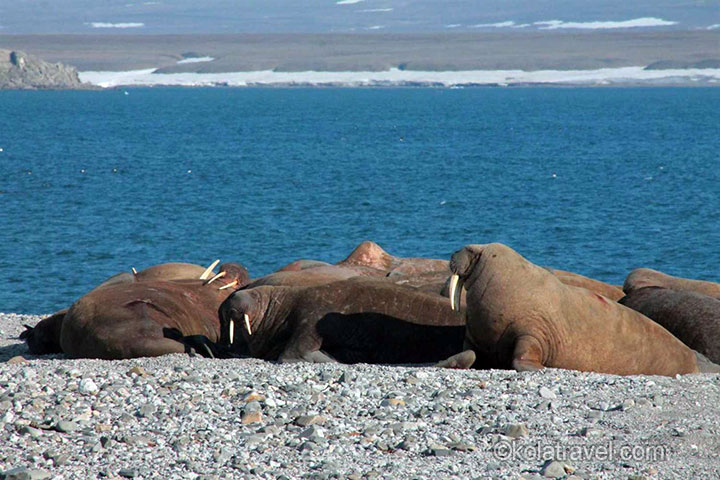 novaya zemlya, national park, arctic russia, russian arctic, arctic expedition, birds, polar bear, polar poppies, walrus, fox, expedition, travel, kola travel